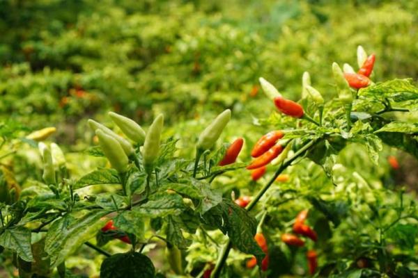 Komoditas Cabai, salah satu tanaman yang cocok ditanam di wilayah panas (Foto: Humas Kementan) 