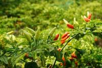 Inilah Tanaman Sayur yang Cocok di Iklim Panas