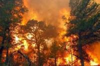 Hutan Terbakar Lebih Luas Sepanjang 2021 Dibanding 2020