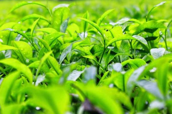 Sri Lanka Akan Bayar Utang Minyak Pakai Daun