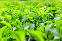 Sri Lanka Akan Bayar Utang Minyak Pakai Daun