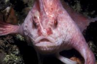 Ikan Handfish Asli Australia Terlihat di Pantai Tasmania