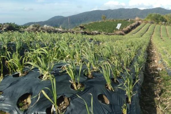 Masih Impor, Kementan Dorong Pengembangan Bawang Putih
