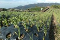 Masih Impor, Kementan Dorong Pengembangan Bawang Putih