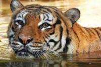 Serang Petugas, Harimau Ditembak Mati di Florida