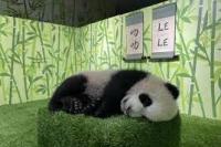 Le Le Anak Panda yang  Lahir si Singapura di Pamerkan