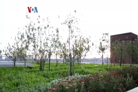 Kebun Sayur dan Buah di Atap Gedung Konvensi di New York