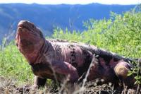 Gunung Meletus di Galapagos, Ekosistem Iguana Merah Terancam