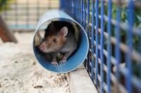 Temukan Lebih 100 Ranjau, Tikus Pahlawan Kamboja Ini Meninggal