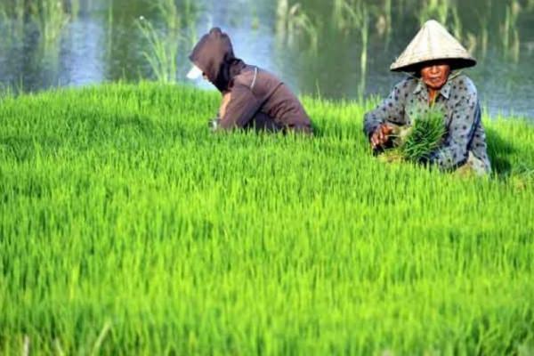 Tahun Ini, ID FOOD Libatkan 75 Ribu Lebih Petani dalam Program Makmur 