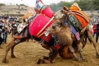 Festival Gulat Unta Turki Menuai Kecaman Dari Aktivis