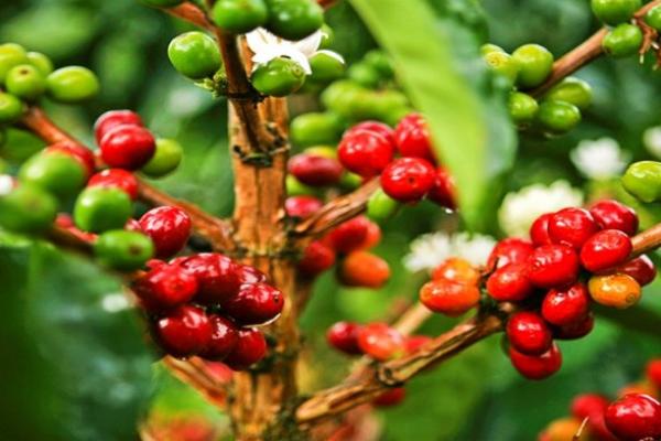 Kopi Robusta Bogor, Terbesar di Jawa Barat, Nomor Empat di Indonesia 