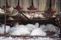Flu Burung Ditemukan di Belanda, Ratusan Ribu Ayam Dimusnahkan