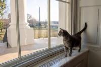Biden Sambut Willow si Kucing di Gedung Putih