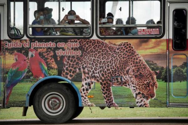 Jaguar dan Ular Bantu Terapi Penyandang Disabilitas Kuba