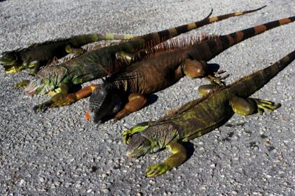 Florida Capai Suhu Beku, Iguana Berjatuhan dari Pohon