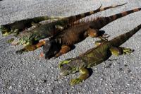Florida Capai Suhu Beku, Iguana Berjatuhan dari Pohon