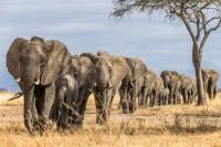 Turis Saudi Tewas Terinjak Gajah di Taman Uganda