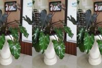 Ikuti 5 Cara Ini Agar Philodendron Dark Lord Subur & Berdaun Rimbun