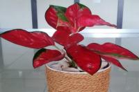 Trik Aglaonema Suksom Jaipong Tumbuh Subur, Segar, dan Berdaun Merah Merona