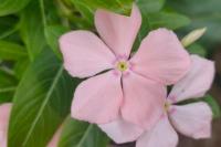 6 Jenis Bunga Berwarna Pink, Cocok untuk Kado di Hari Valentine