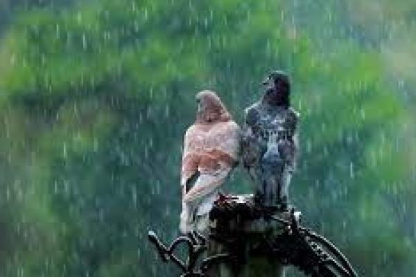 BMKG: Hujan Ringan dan Sedang Berpotensi Landa Sejumlah Daerah