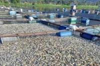 Ratusan Ton Ikan Mati di Danau Maninjau, Petani Rugi Milyaran Rupiah 