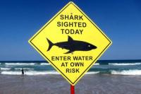 Pertama dalam 60 Tahun, Hiu Memangsa Seorang Perenang di Sydney