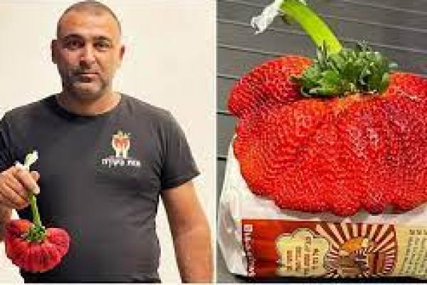 Stroberi Terberat di Dunia dari Israel 