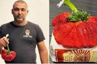 Stroberi Terberat di Dunia dari Israel 