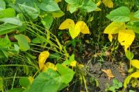 Jamin Ketersediaan, Kementan Fasilitasi Pengembangan 52 Ribu Hektar Kedelai di 16 Daerah