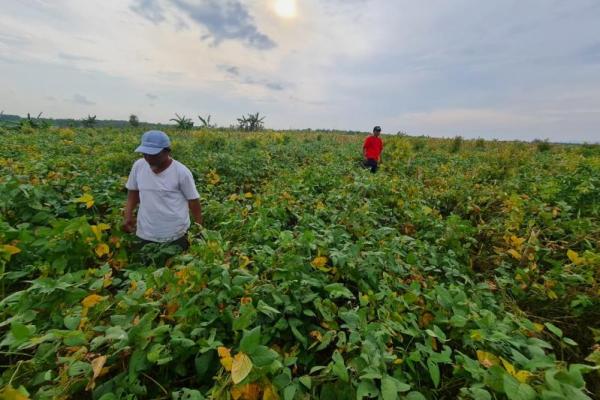 Penangkar Jawa Tengah dan Jawa Timur Siap Dukung Pemenuhan Kebutuhan 200 Ribu Ton Kedelai