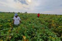 Penangkar Jawa Tengah dan Jawa Timur Siap Dukung Pemenuhan Kebutuhan 200 Ribu Ton Kedelai
