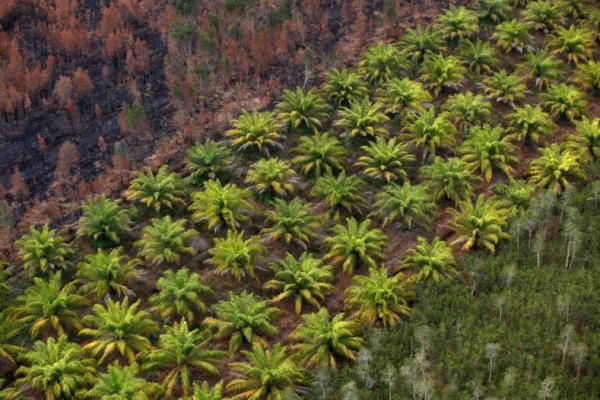 Produk Sawit Jadi Minyak Termahal Akibat Perang Rusia-Ukraina