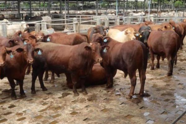 PMK Mewabah, Kementan Pastikan Stok Hewan Kurban Aman