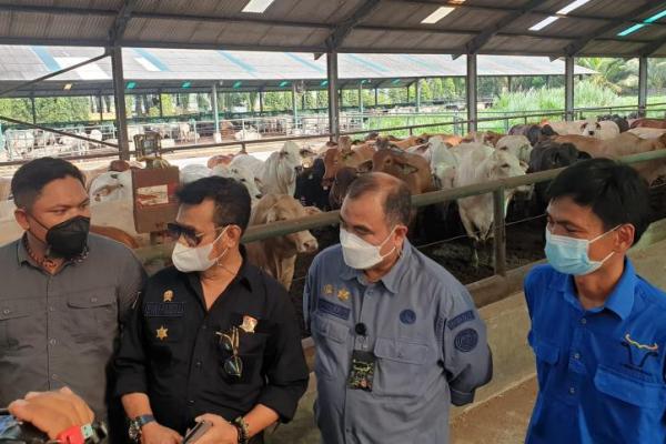 Kunjungi Deli Serdang, Mentan Pastikan Stok Sapi Siap Potong Aman