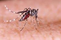 Hingga Pekan ke Delapan 2022 Penyakit Dengue Akibatkan 164 Penduduk Meninggal 