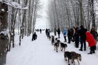 Sebanyak 49 Musher dan Husky Ikuti Balapan Anjing di Alaska