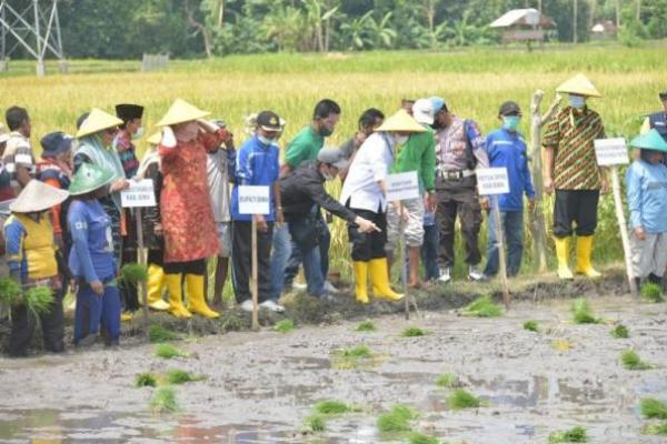 Genjot Stok Beras Nasional, Kementan Tanam Perdana IP400 di Bima