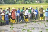 Genjot Stok Beras Nasional, Kementan Tanam Perdana IP400 di Bima