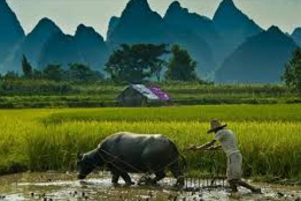 Ilustrasi - Petani sedang membajak tanah (Foto: siedoo) 