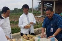 Kementan Dorong Pengembangan Ubi Jalar Berorientasi Ekspor 