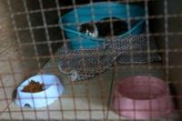 Perempuan Latvia Ini Berkendara ke Ukraina untuk Selamatkan Hewan Peliharaan