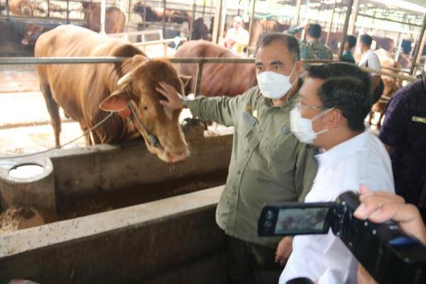 Kementan: Sapi Lokal Siap Penuhi Kebutuhan Ramadan dan Lebaran