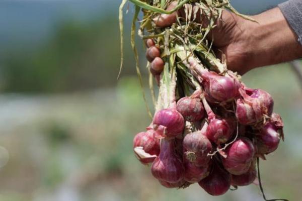 Brebes Optimis Mampu Suplai Bawang Merah ke Jabodetabek saat Ramadan