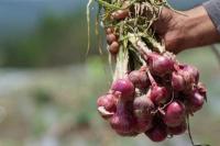 Brebes Optimis Mampu Suplai Bawang Merah ke Jabodetabek saat Ramadan