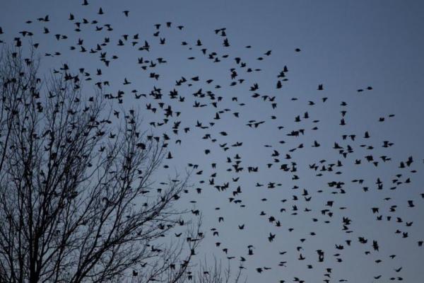 Peneliti: Perubahan Iklim Mennggeser Musim Semi, Burung Bertelur Lebih Awal