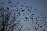 Peneliti: Perubahan Iklim Mennggeser Musim Semi, Burung Bertelur Lebih Awal