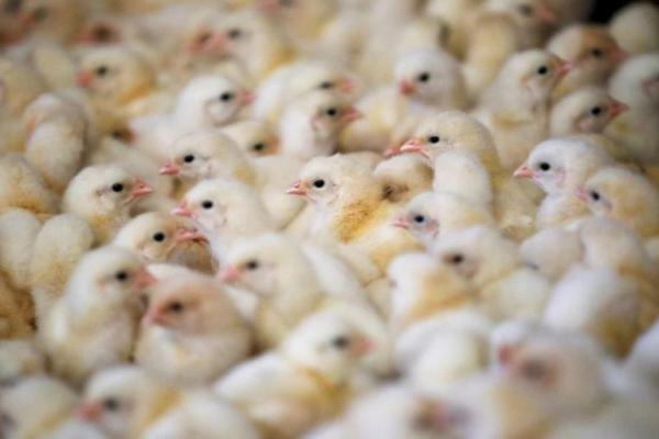 Lebih dari 13 Juta Unggas Dimusnahkan di Prancis Karena Flu Burung