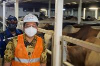 Tak Cuma Australia, Jokowi Minta Cari Negara Lain untuk Impor Daging Sapi